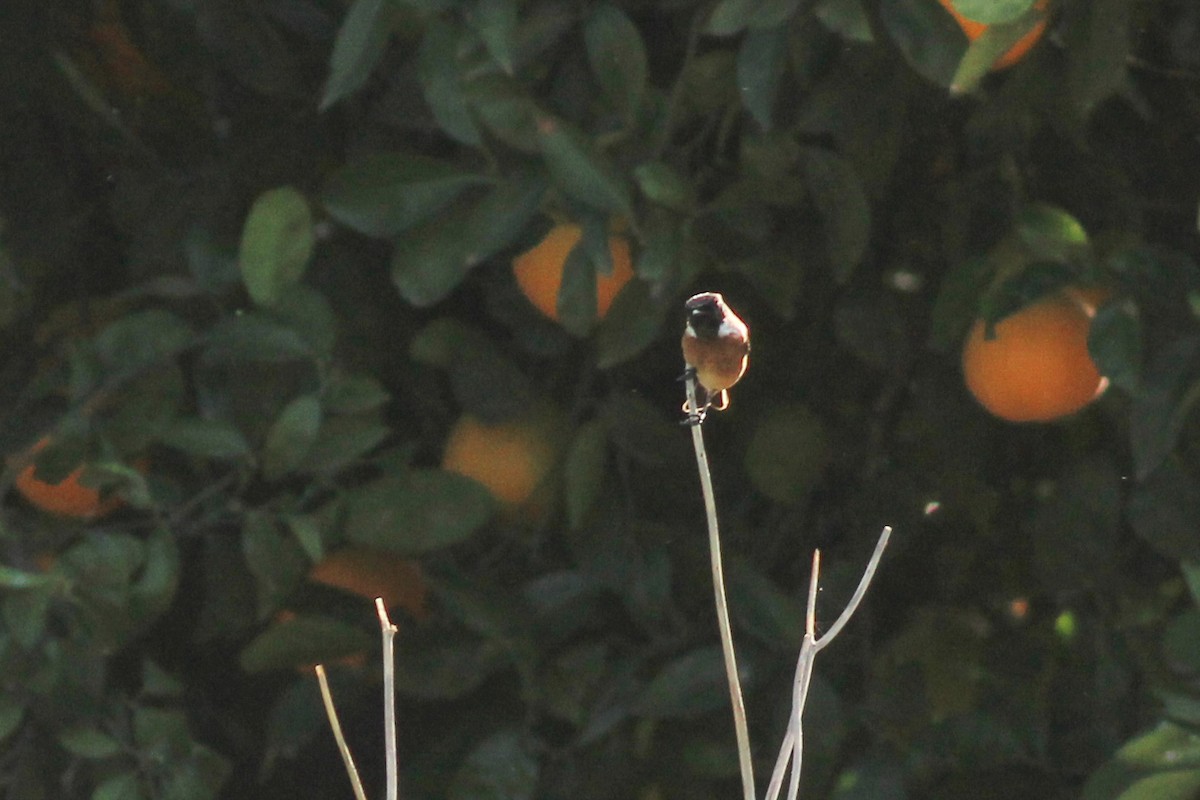 European Stonechat - ML646294528