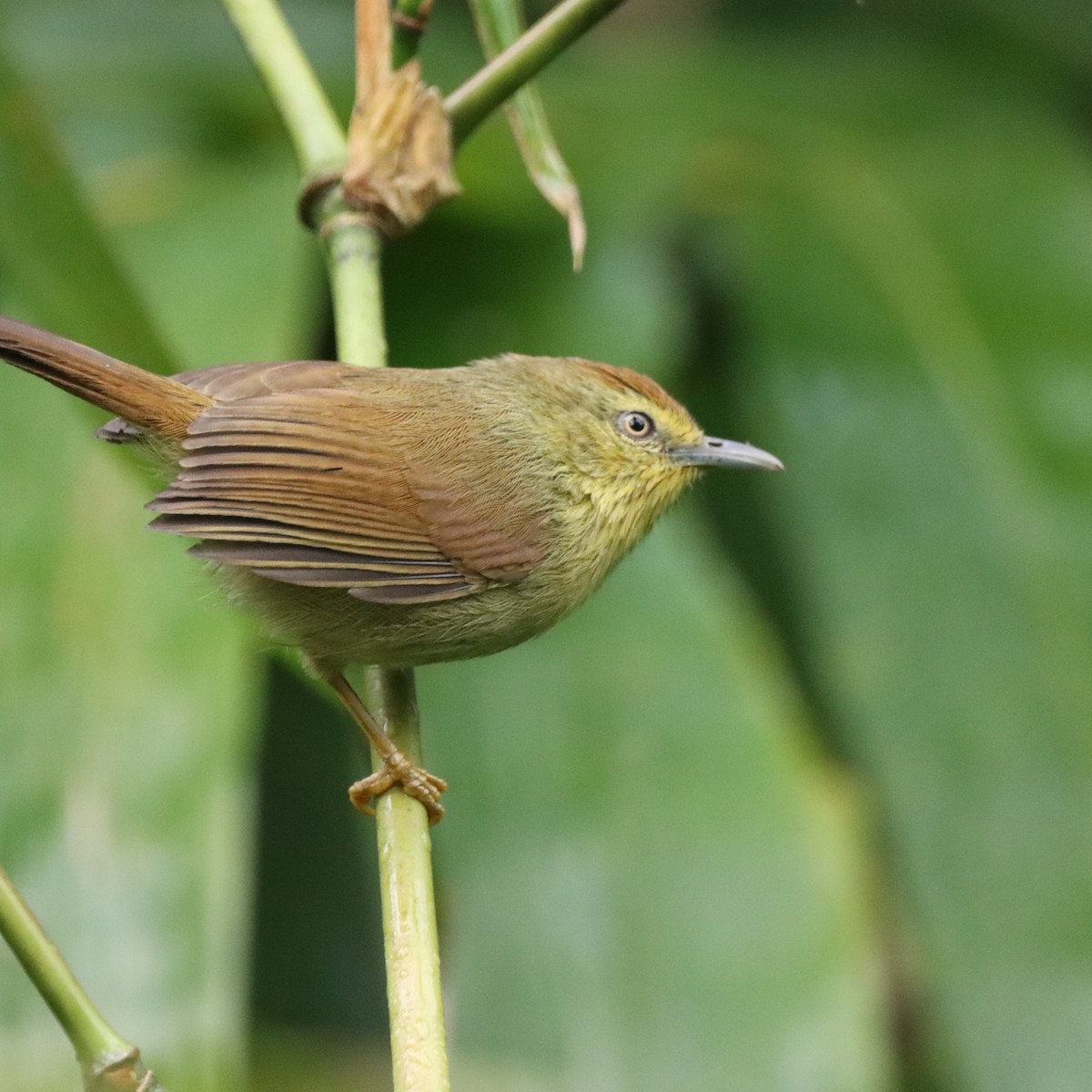 Timalí Goliestriado - ML646294529