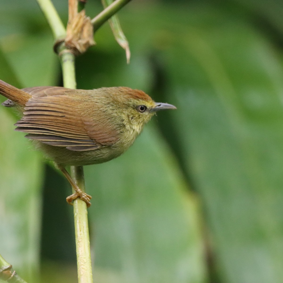 Timalí Goliestriado - ML646294540