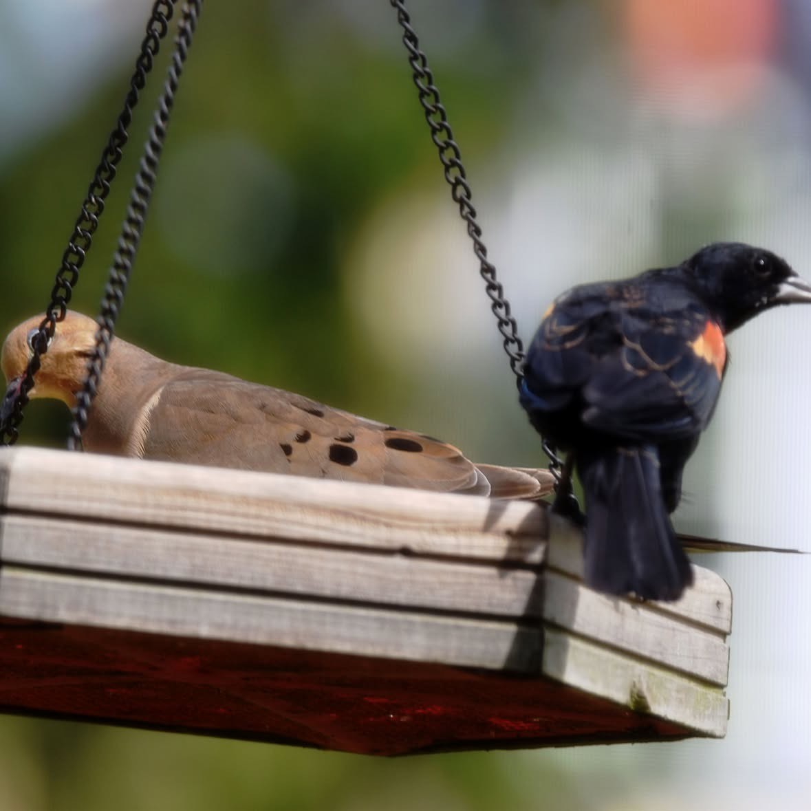 Mourning Dove - ML646294543