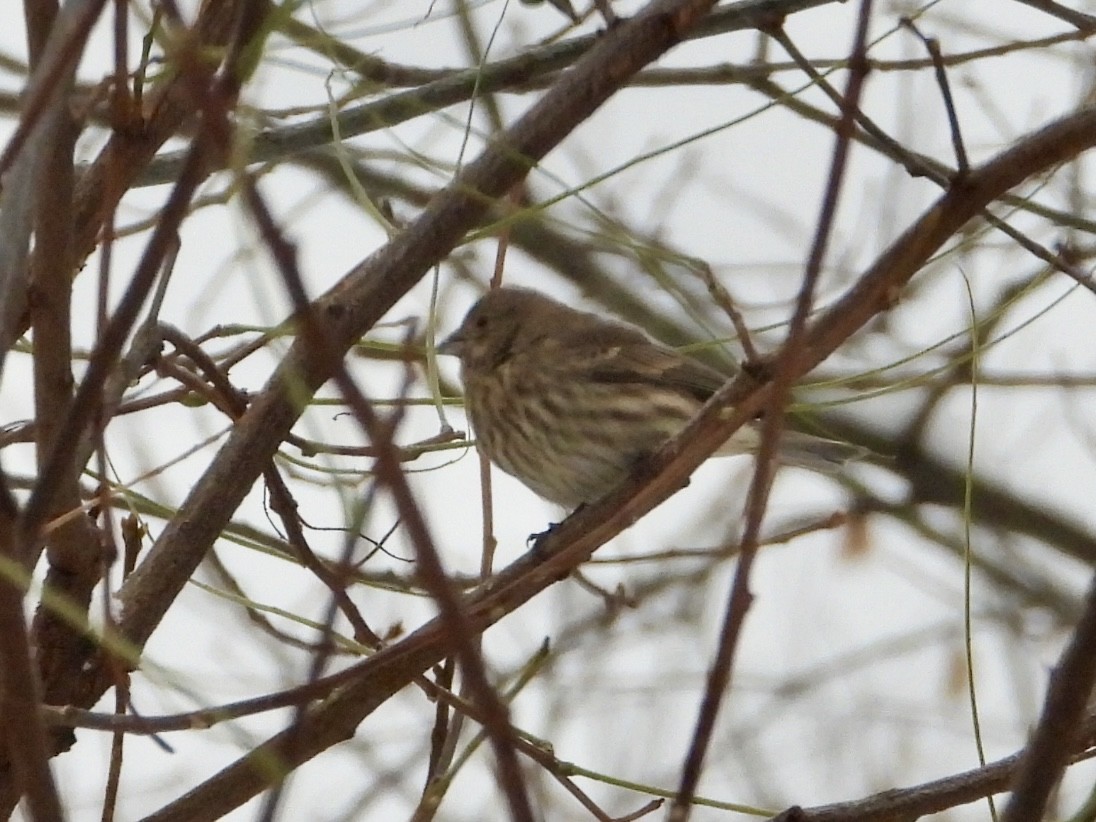 Roselin familier - ML646294544