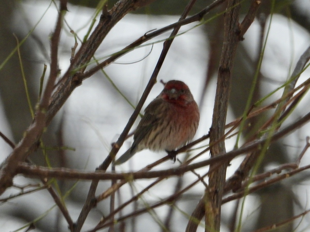 Roselin familier - ML646294545