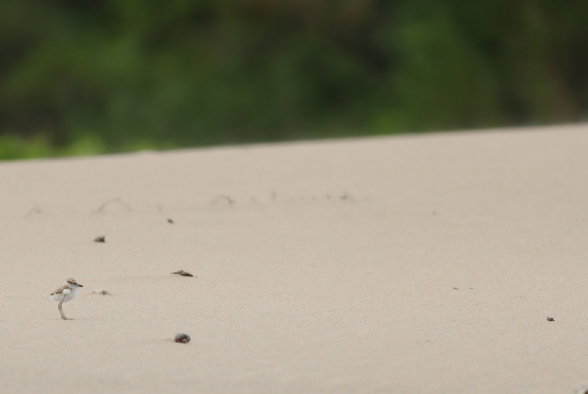 White-fronted Plover - ML646294547
