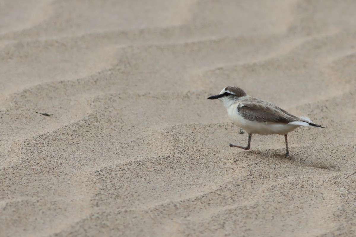 White-fronted Plover - ML646294548