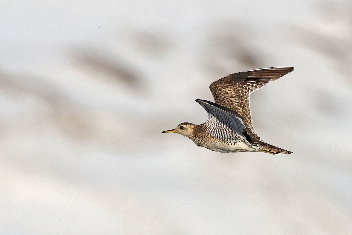 præriesnipe - ML646294549