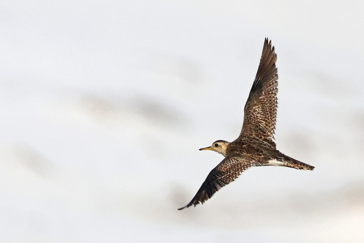 præriesnipe - ML646294550