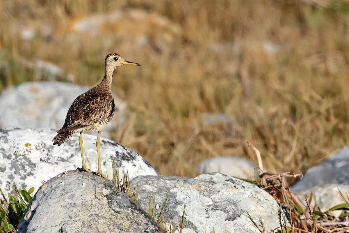 præriesnipe - ML646294551