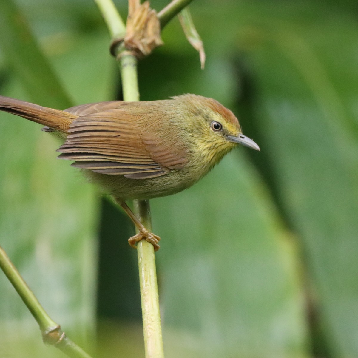 Timalí Goliestriado - ML646294552