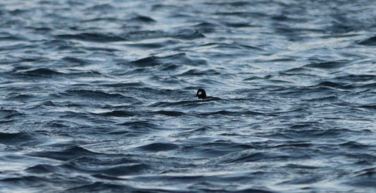 Bufflehead x Hooded Merganser (hybrid) - ML646294553