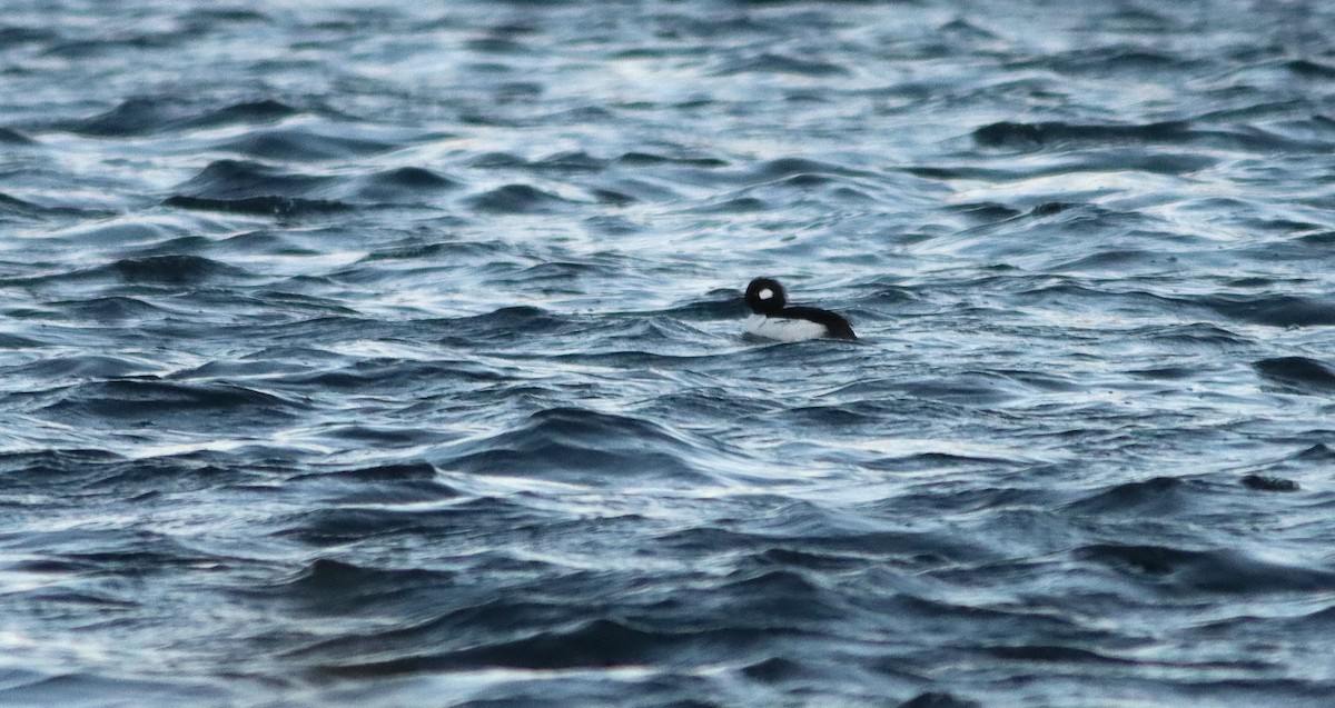 Bufflehead x Hooded Merganser (hybrid) - ML646294555
