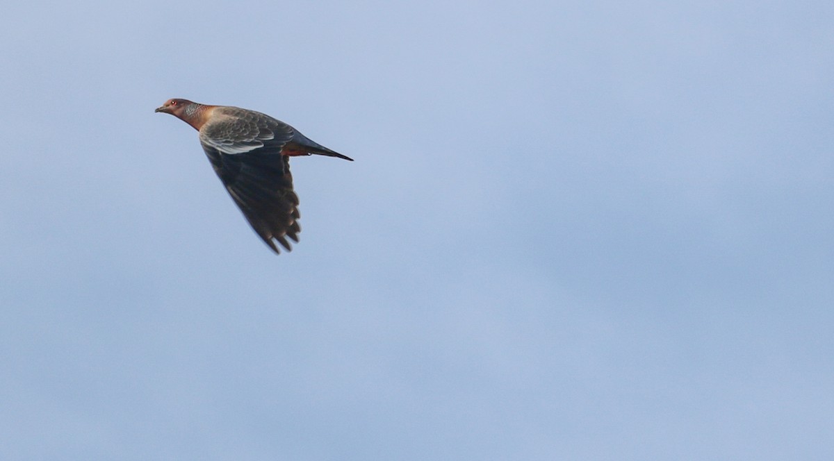 Picazuro Pigeon - ML646294560