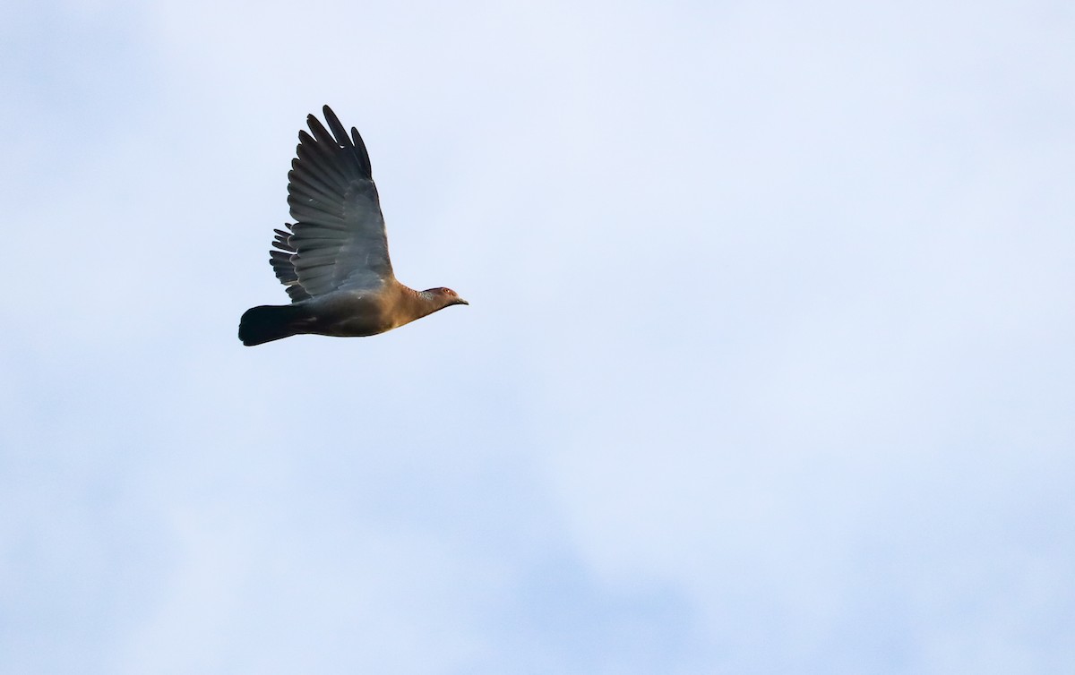 Picazuro Pigeon - ML646294561