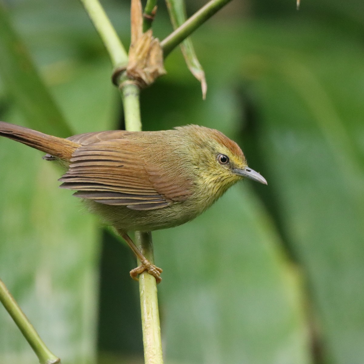 Timalí Goliestriado - ML646294563