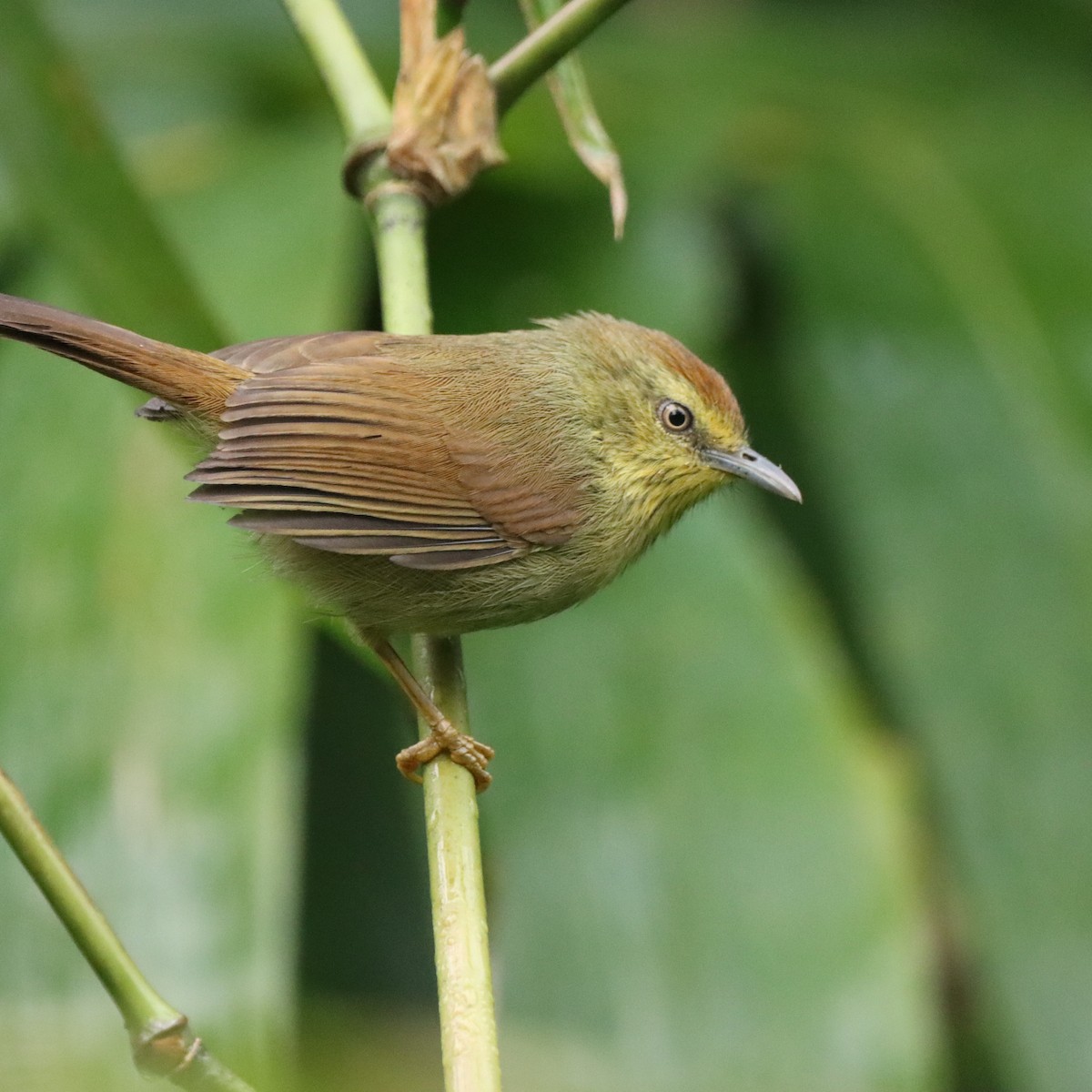 Timalí Goliestriado - ML646294566