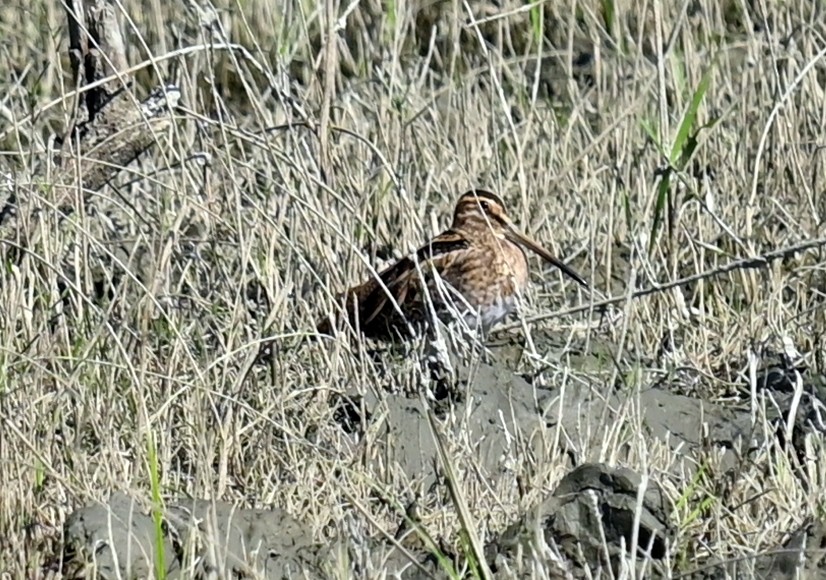 חרטומית ביצות - ML646294568