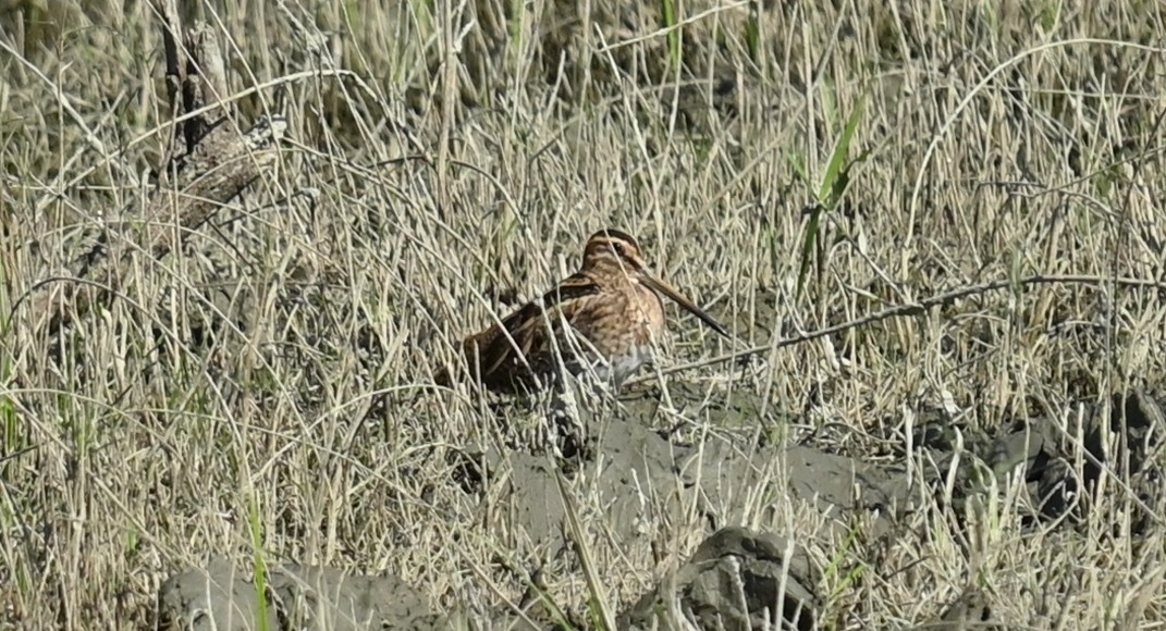 חרטומית ביצות - ML646294569