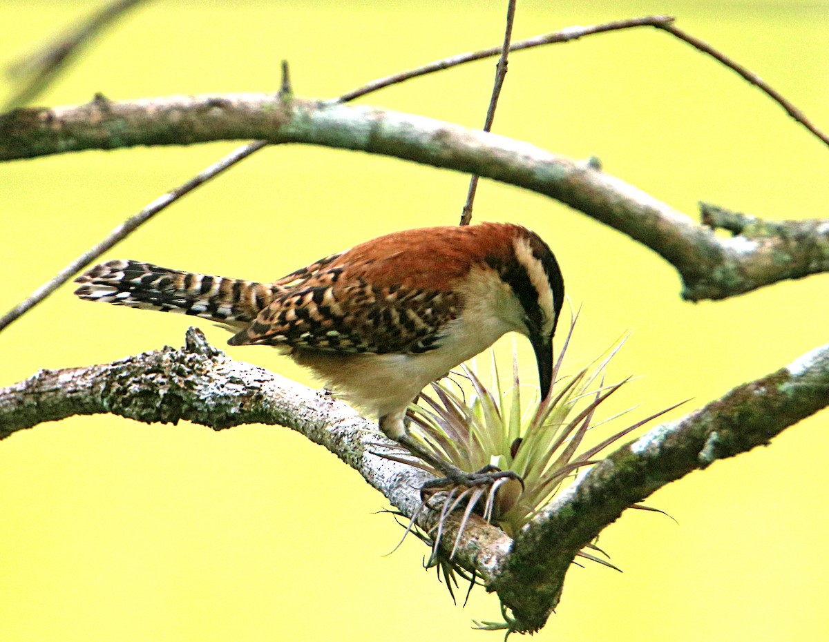 Rufous-backed Wren - ML646294576
