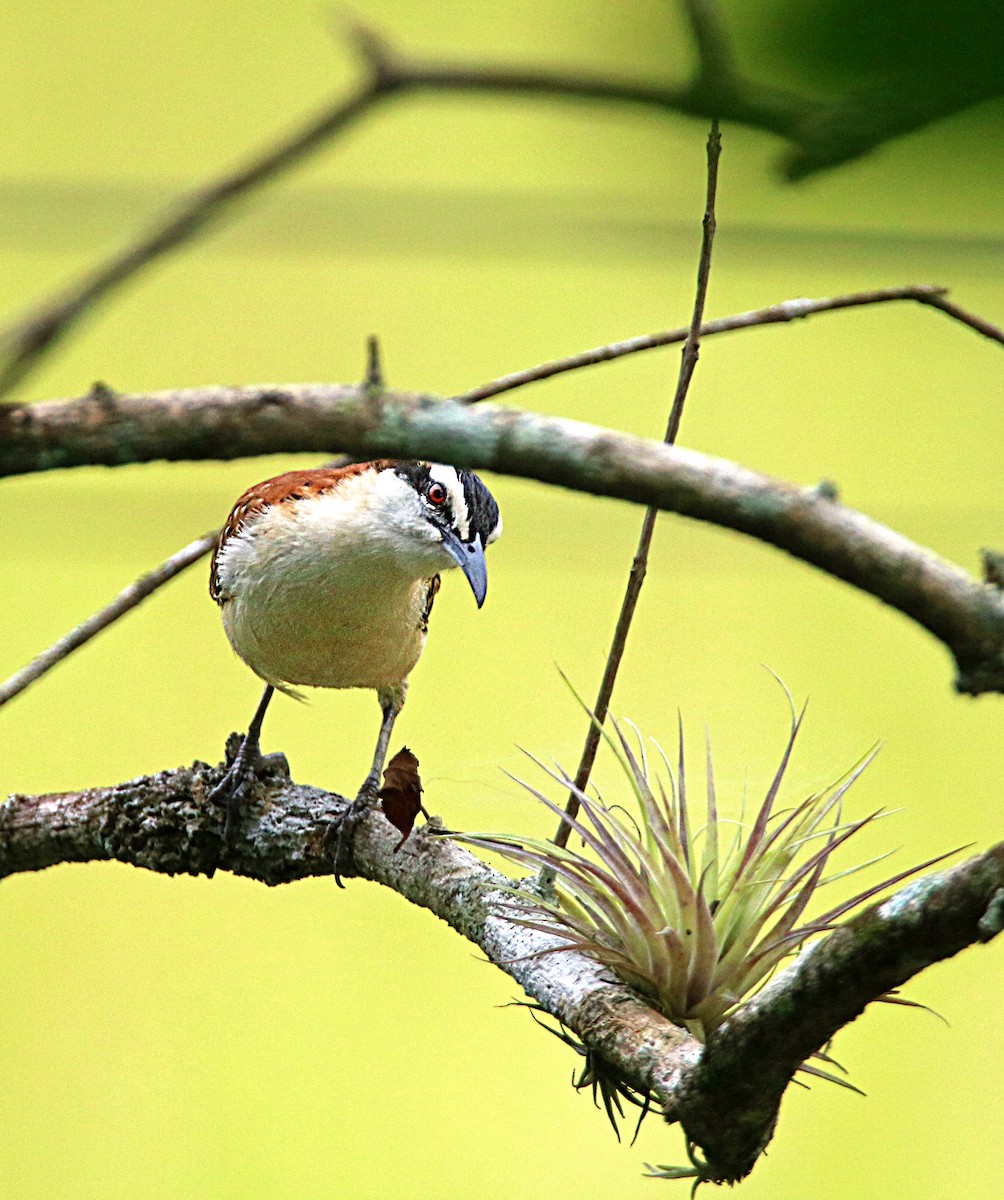 Rufous-backed Wren - ML646294577
