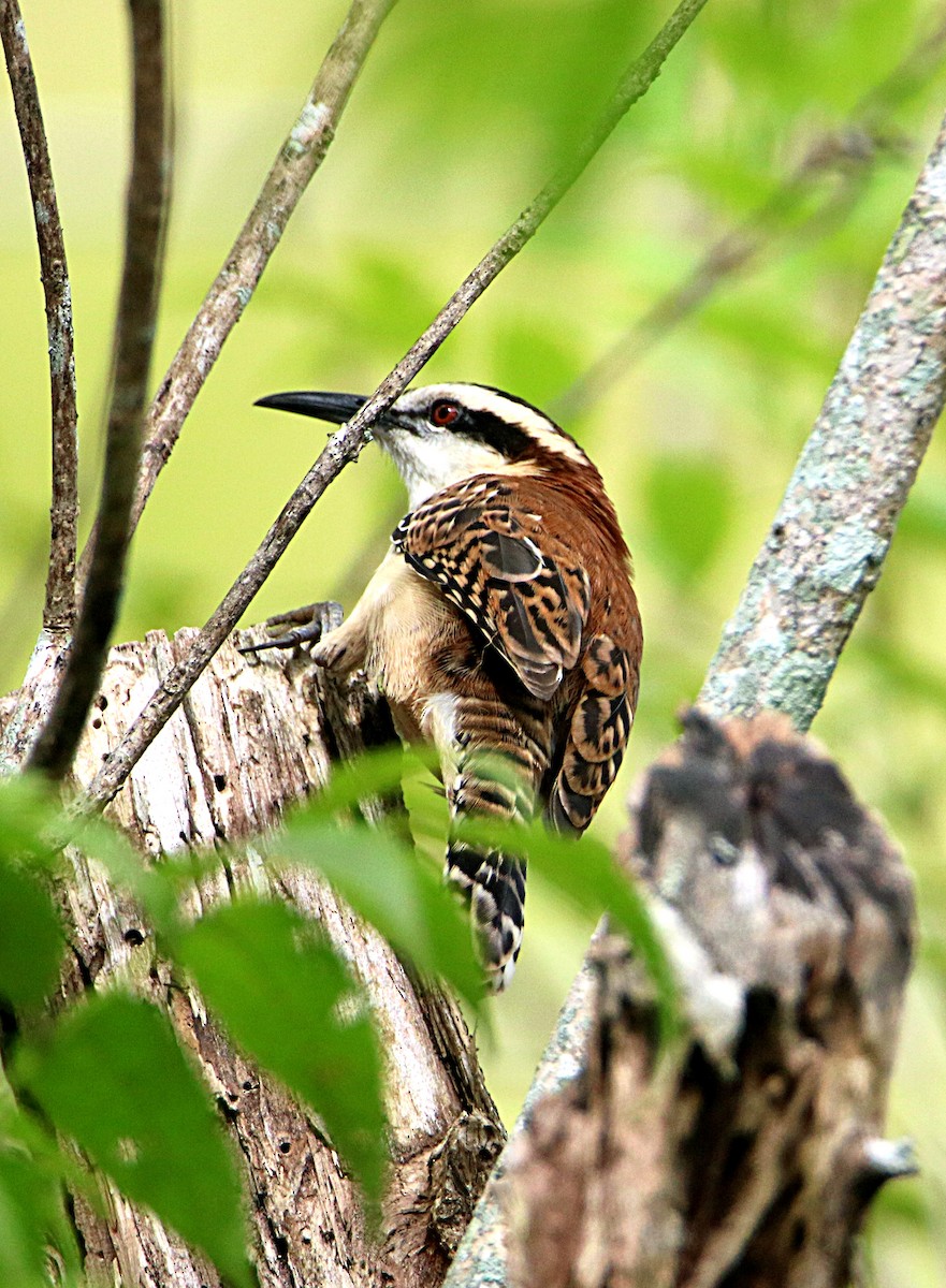 Rufous-backed Wren - ML646294578