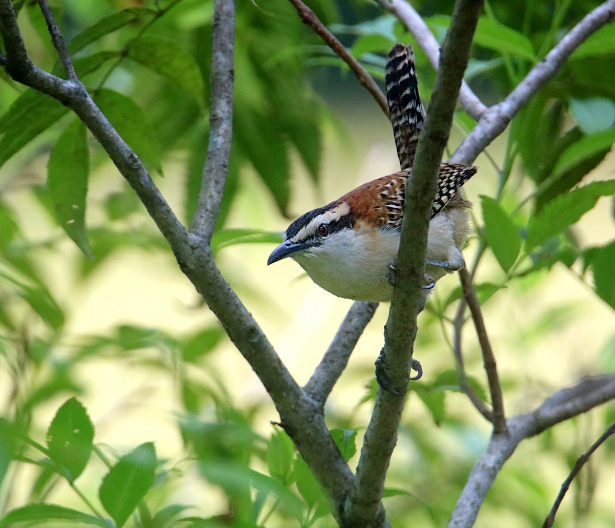 Rufous-backed Wren - ML646294579