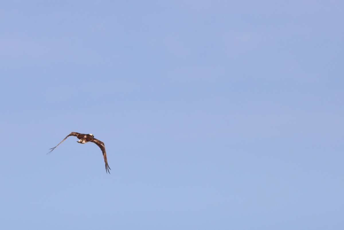 Загасч явлаг - ML646294587