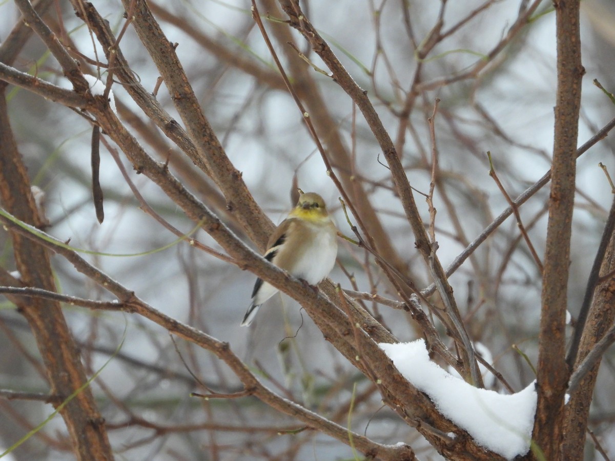 čížek žlutý - ML646294588