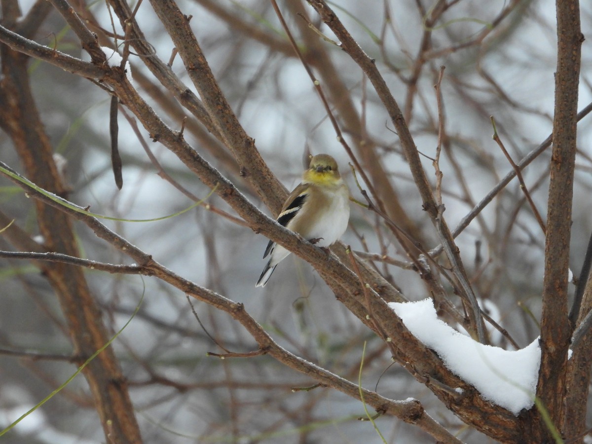čížek žlutý - ML646294589