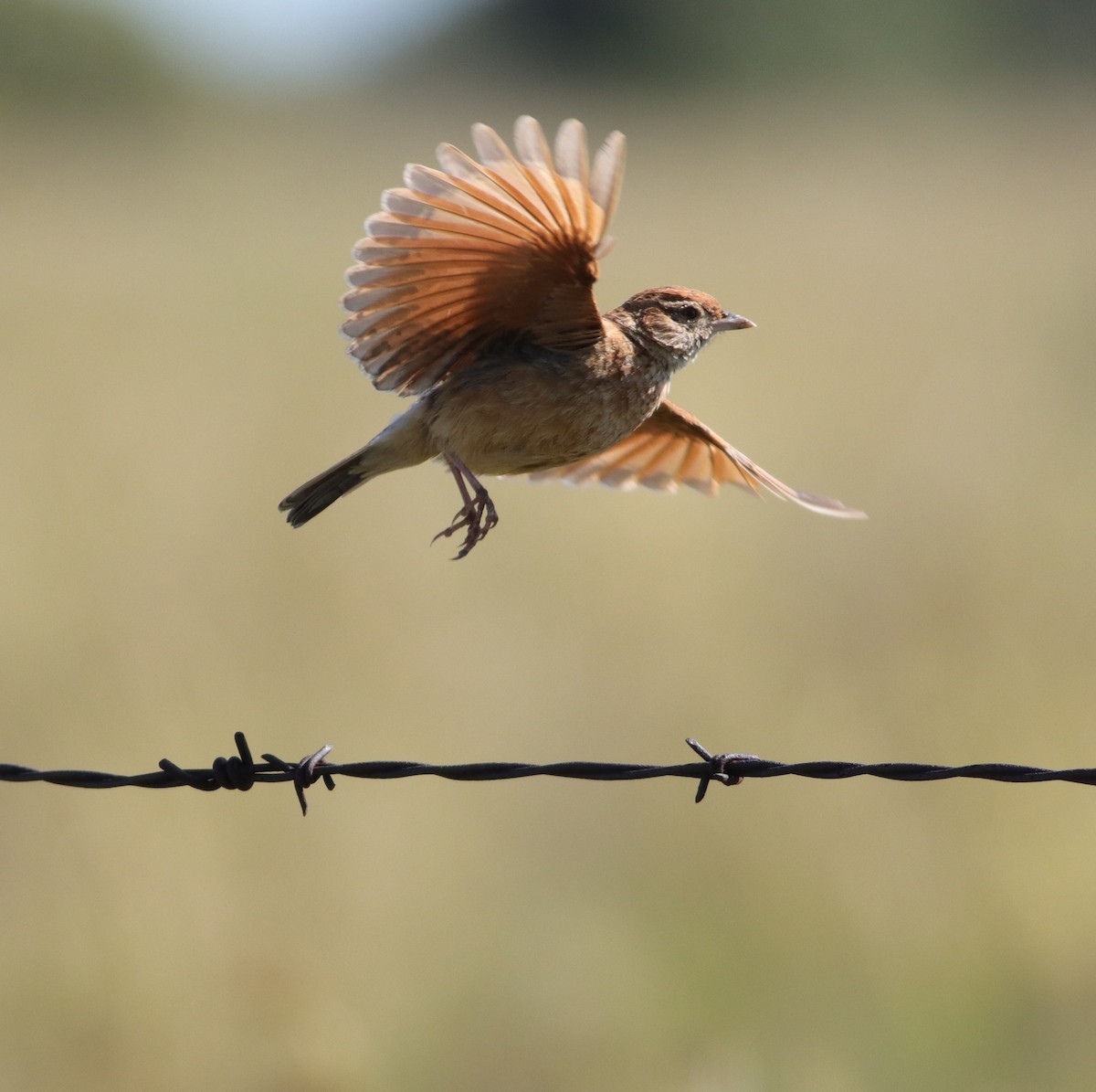 Doğulu Toygar - ML646294590