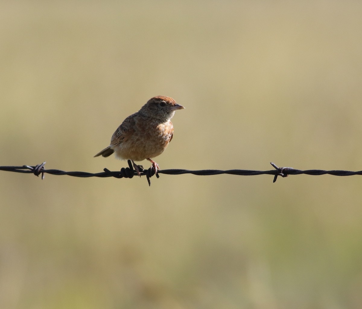 Doğulu Toygar - ML646294591