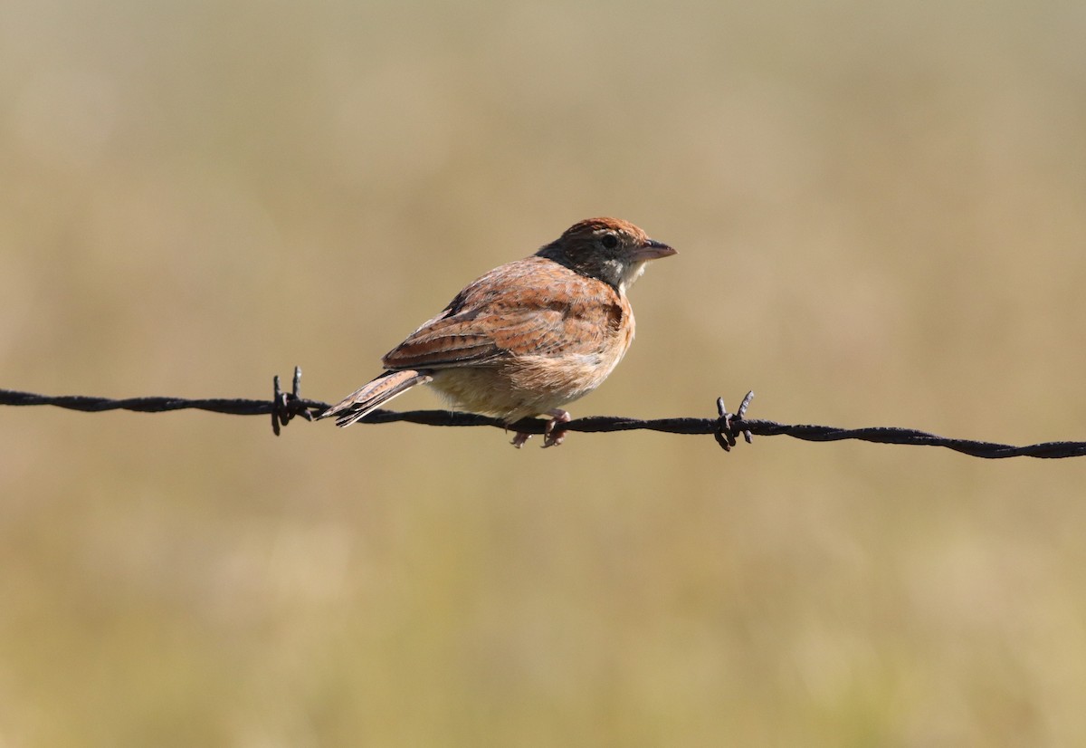 Doğulu Toygar - ML646294592