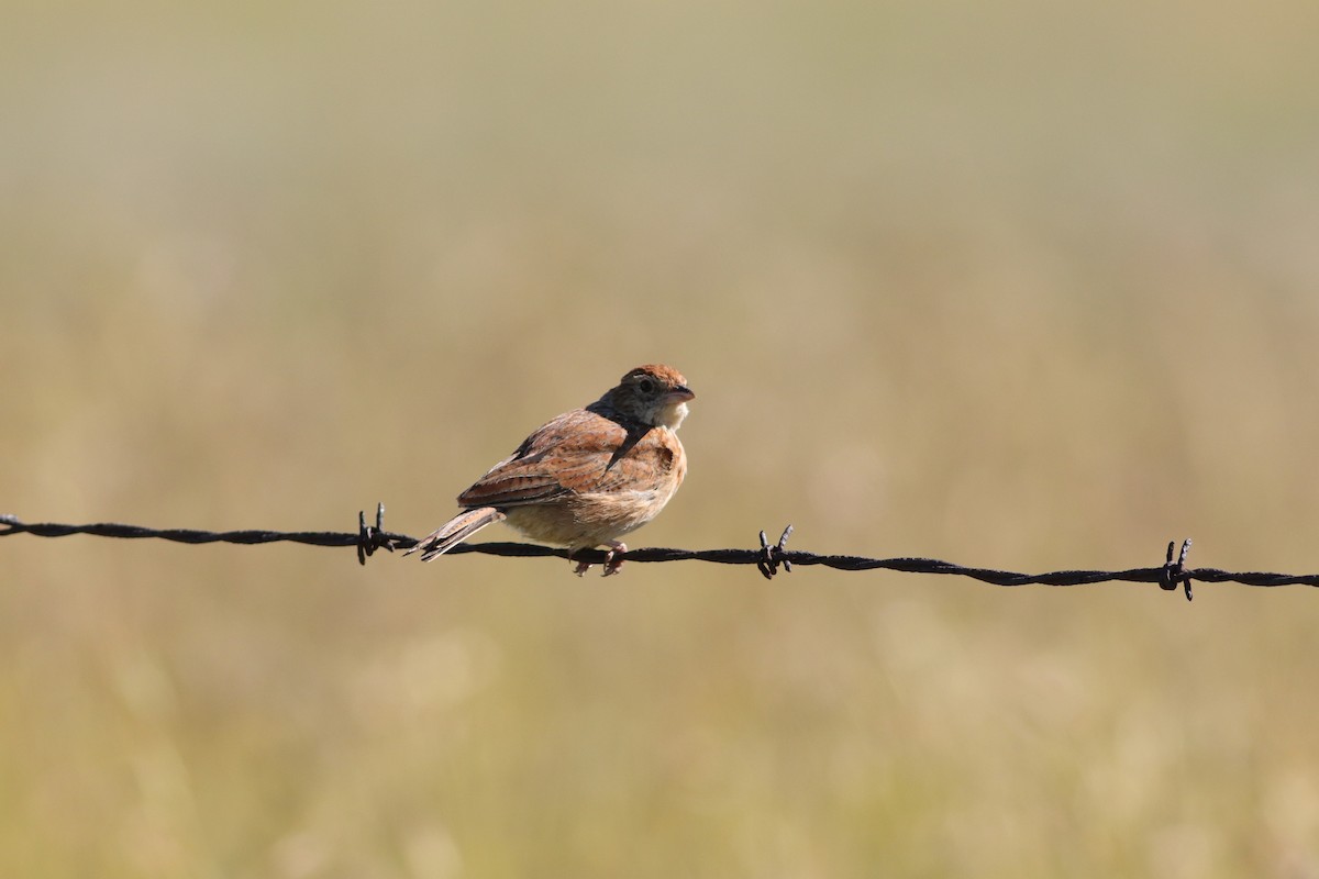 Doğulu Toygar - ML646294593