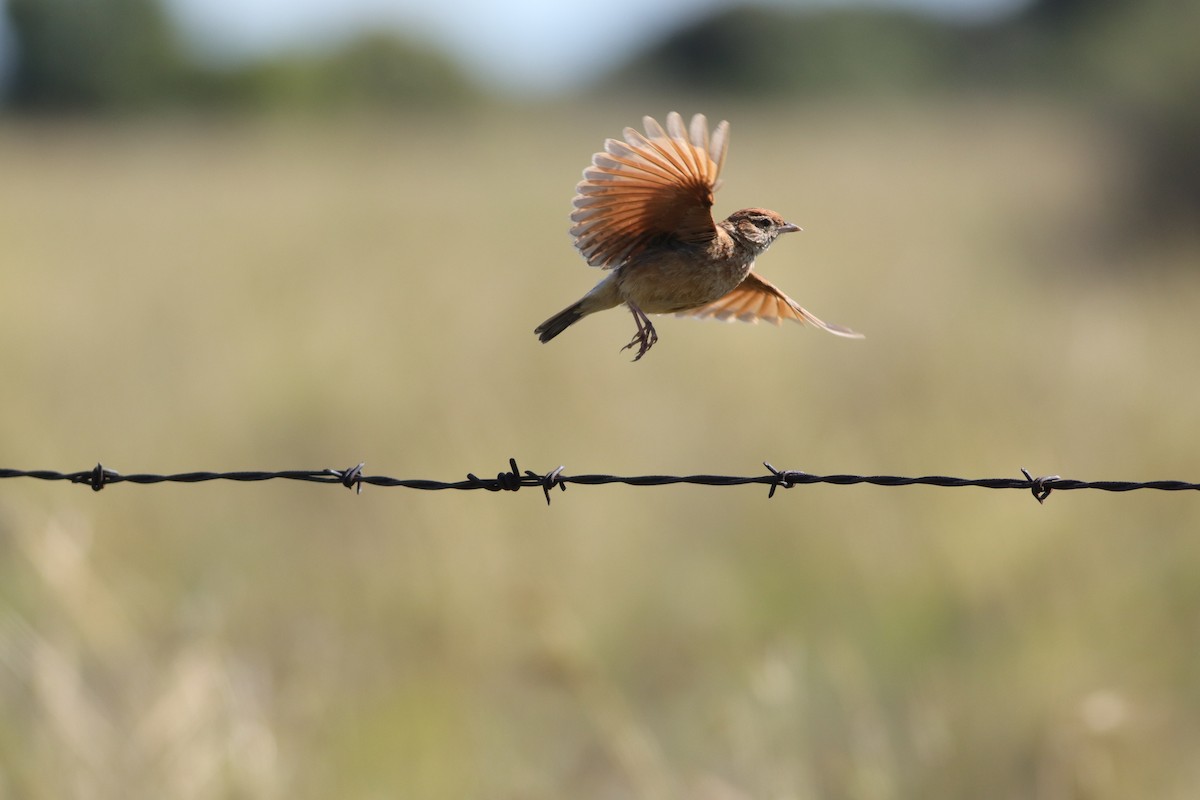 Doğulu Toygar - ML646294594