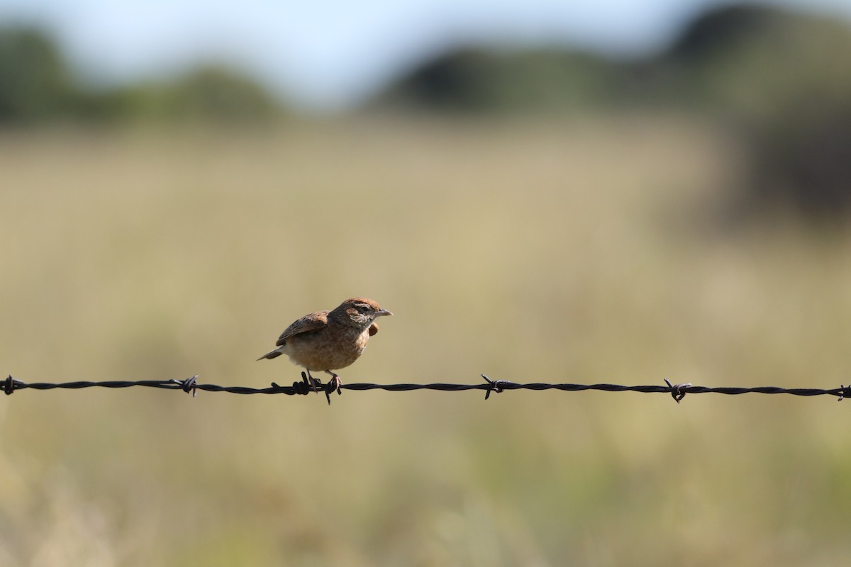 Doğulu Toygar - ML646294595