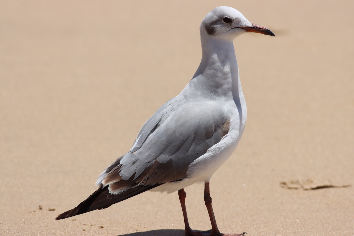 Gray-hooded Gull - ML646294596