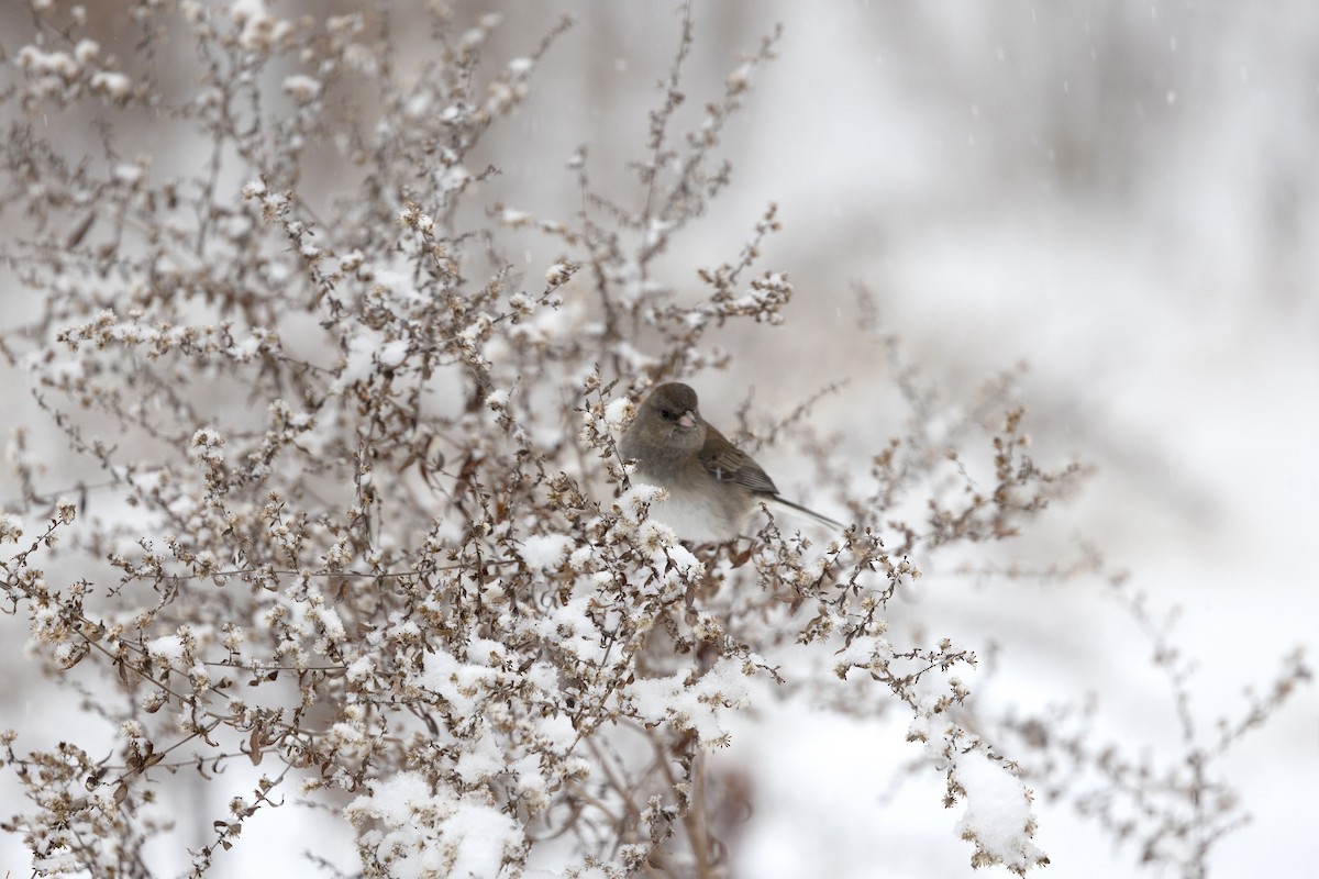 Kara Gözlü Junko - ML646294597