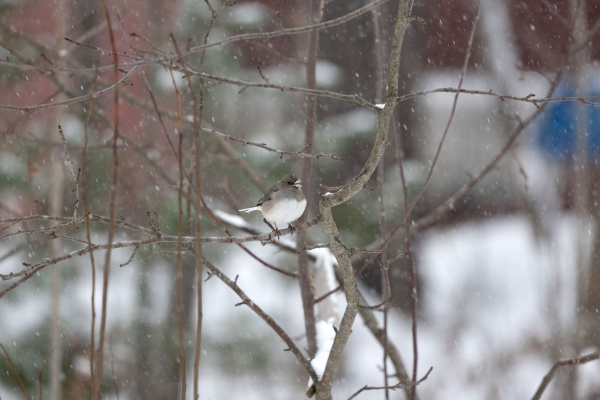 Kara Gözlü Junko - ML646294599