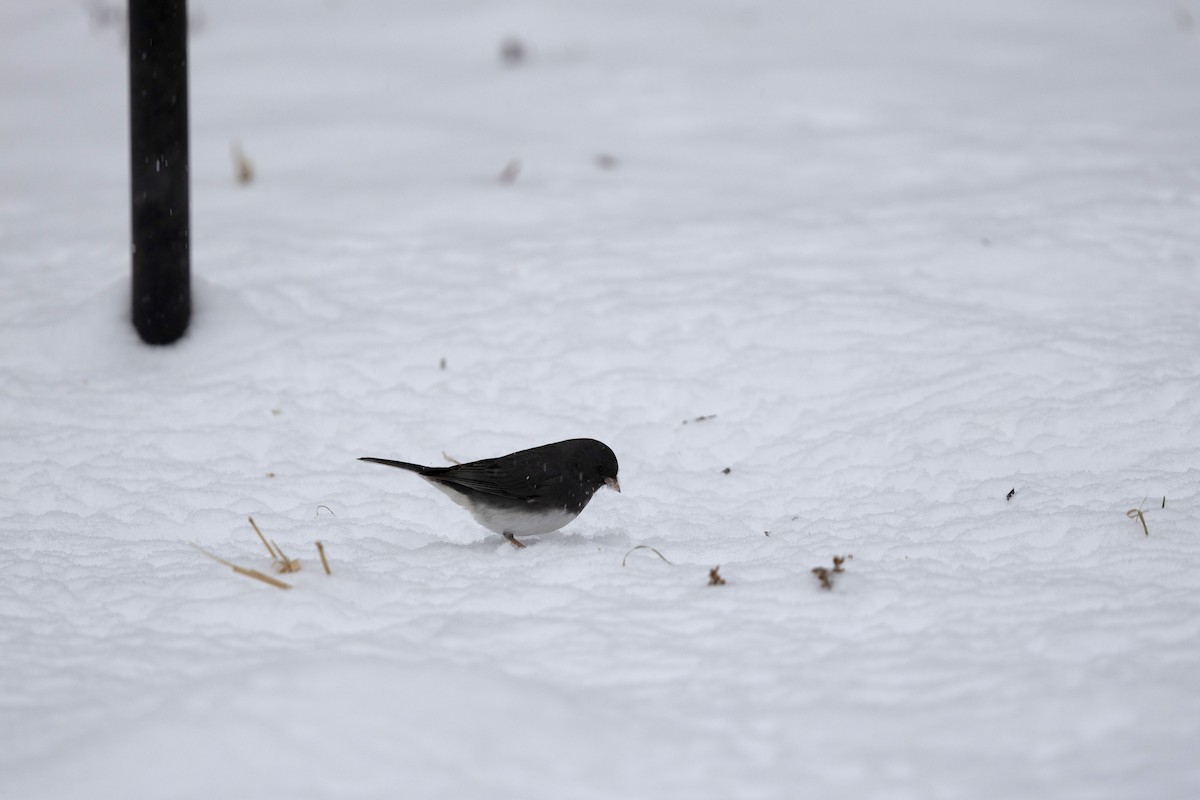 Kara Gözlü Junko - ML646294605