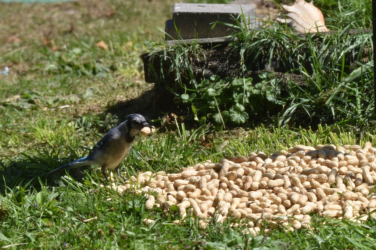 Blue Jay - ML646294625