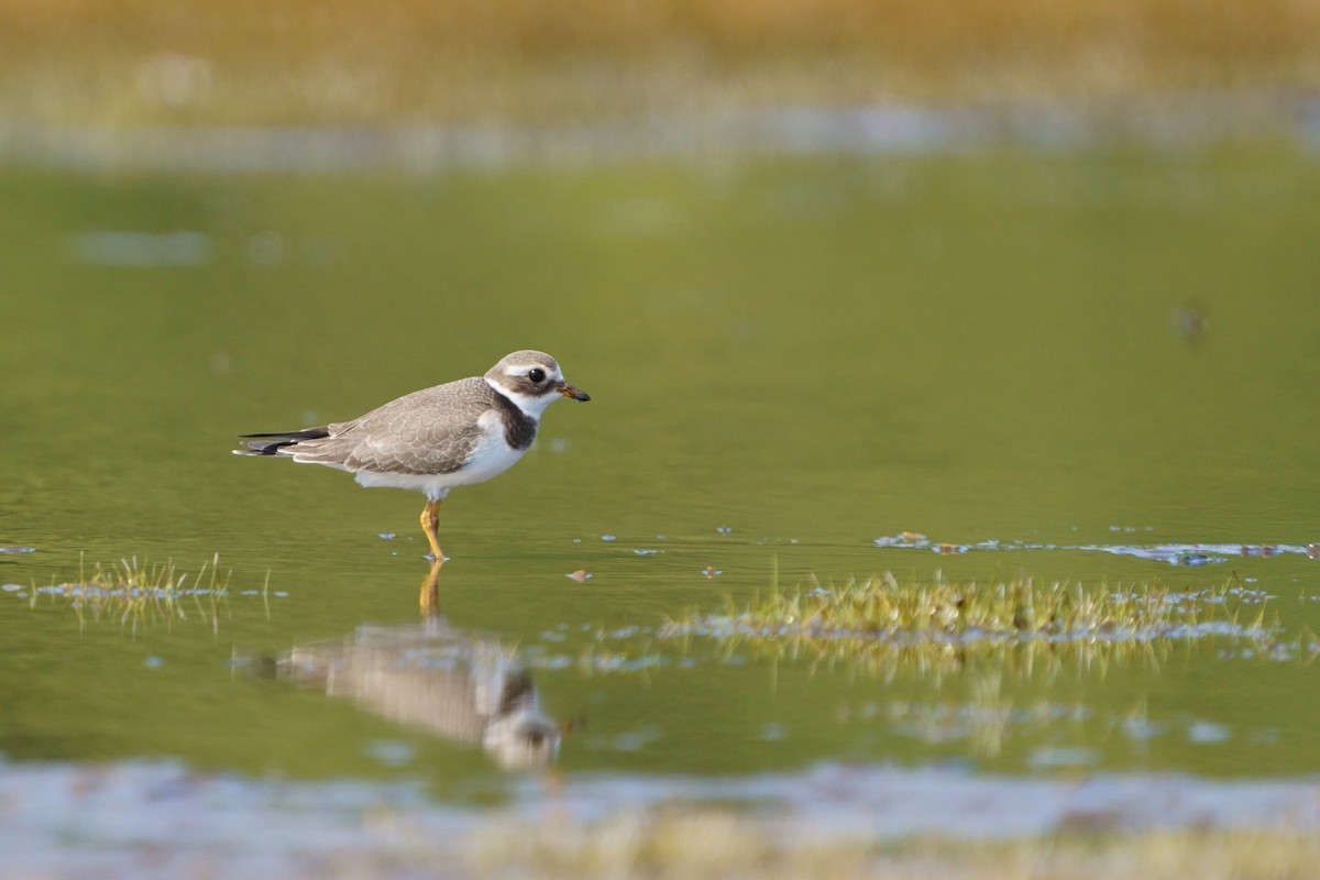 sandlo - ML646294627