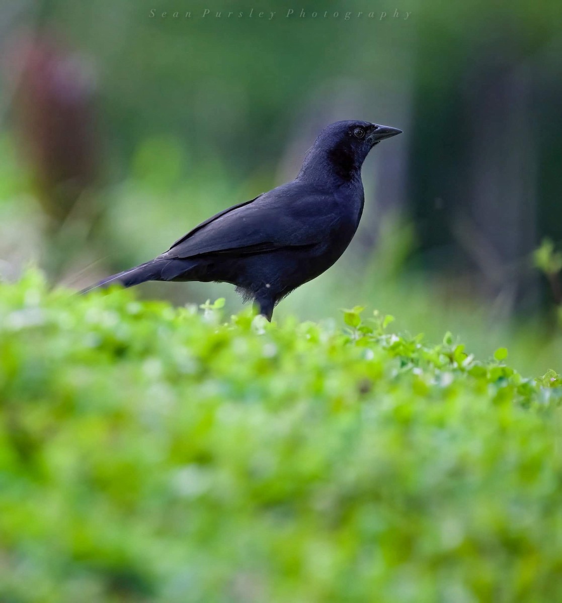 Melodious Blackbird - ML646294628