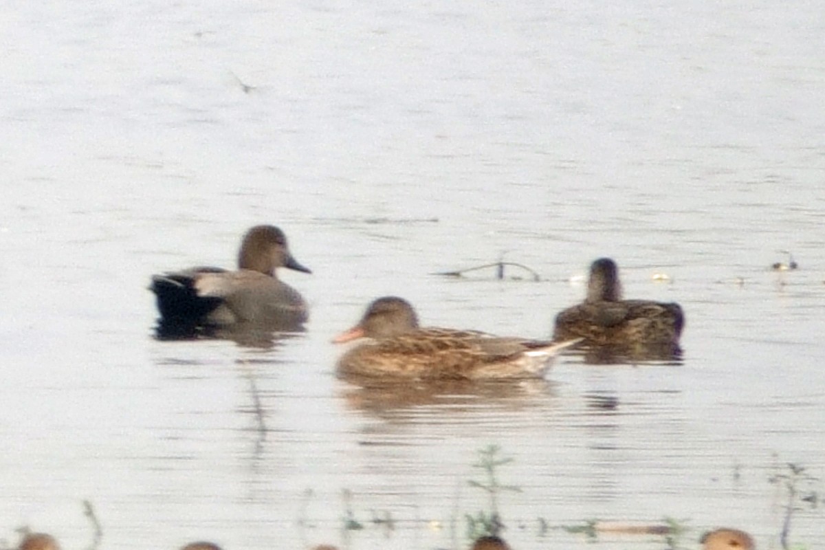 kopřivka obecná - ML646294629