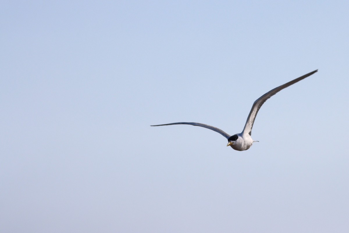 Great Crested Tern - ML646294632