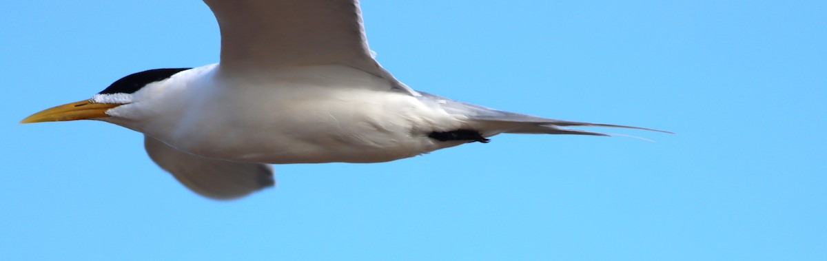 Great Crested Tern - ML646294633