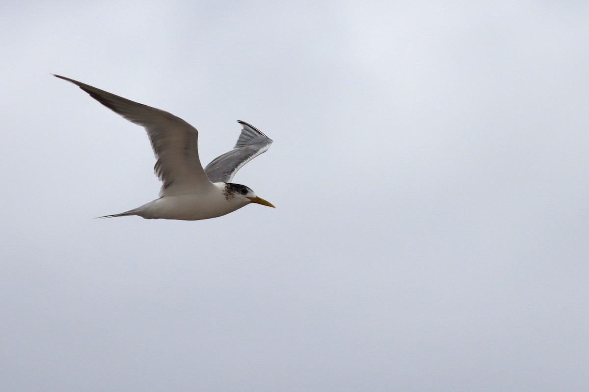 Great Crested Tern - ML646294634