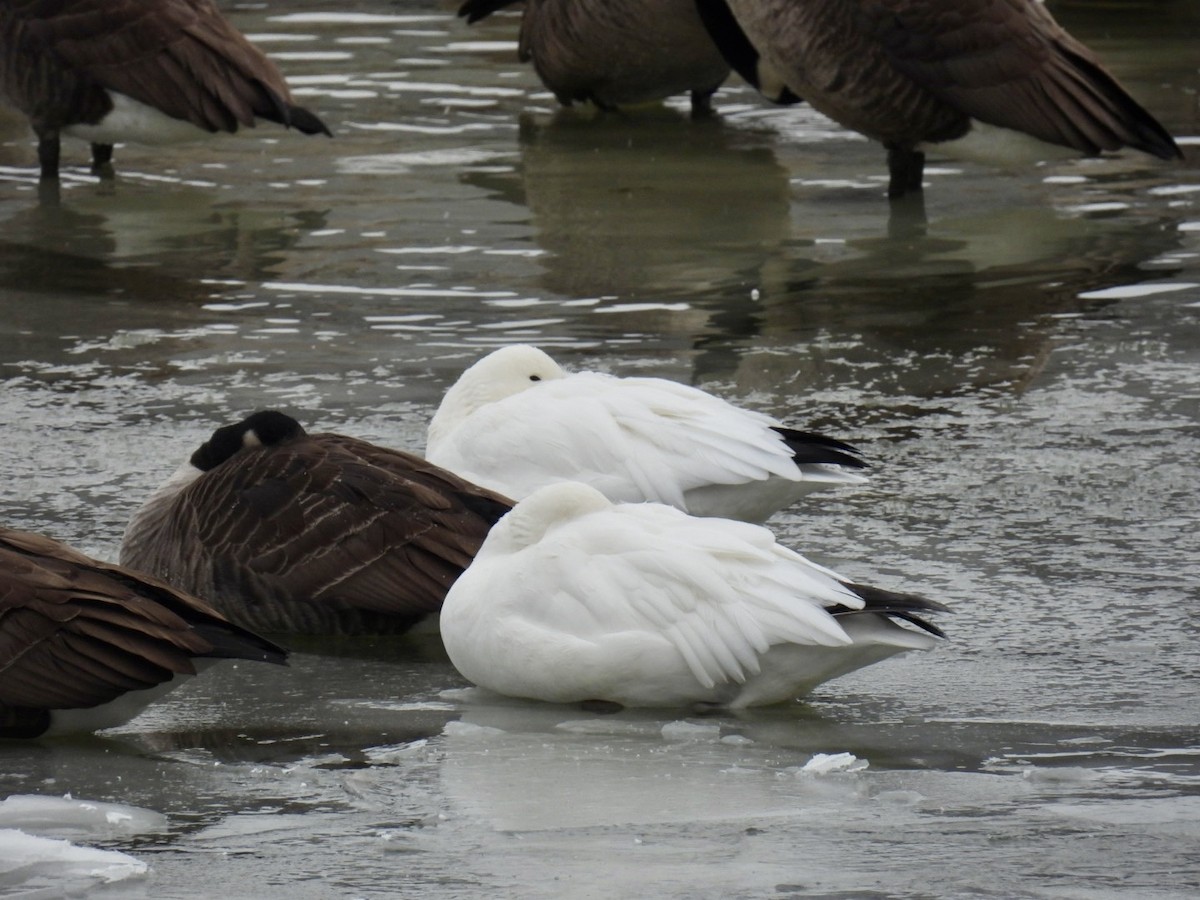 Snow Goose - ML646294635