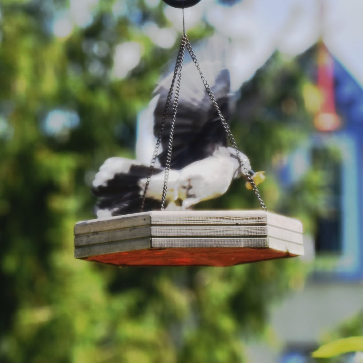 Blue Jay - ML646294638