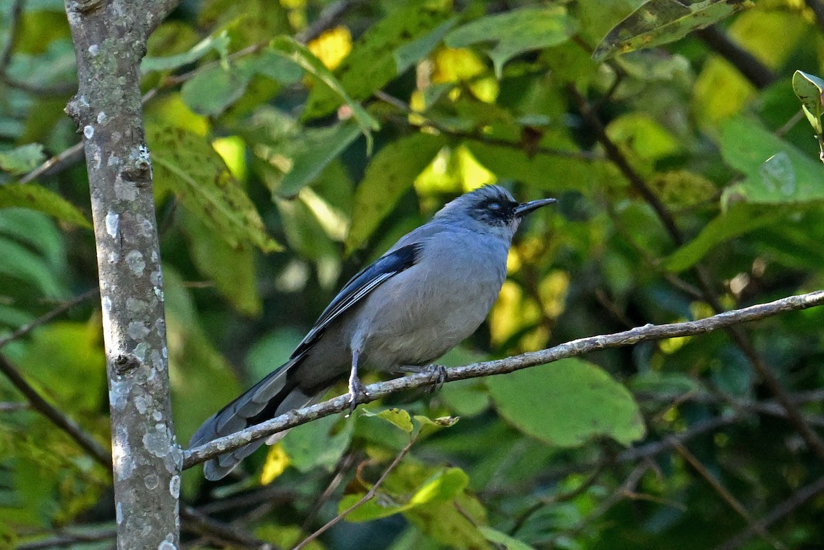 Beautiful Sibia - ML646294639