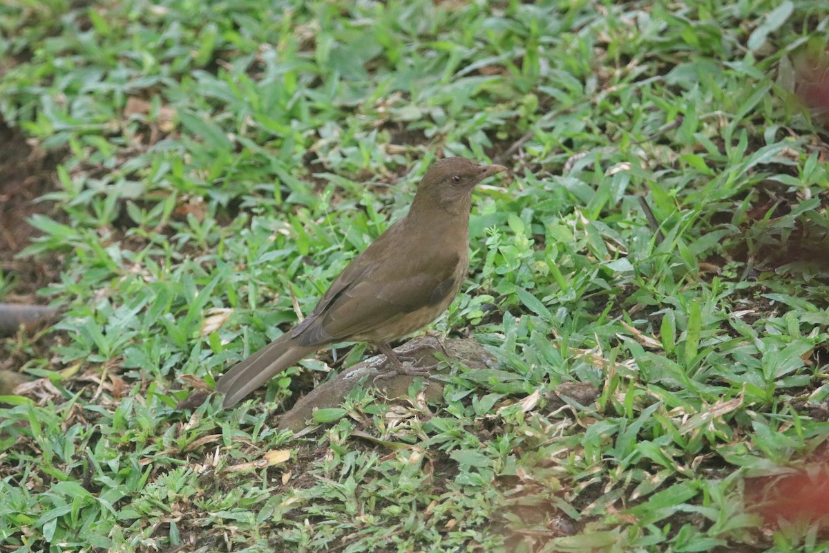 Clay-colored Thrush - ML646294640