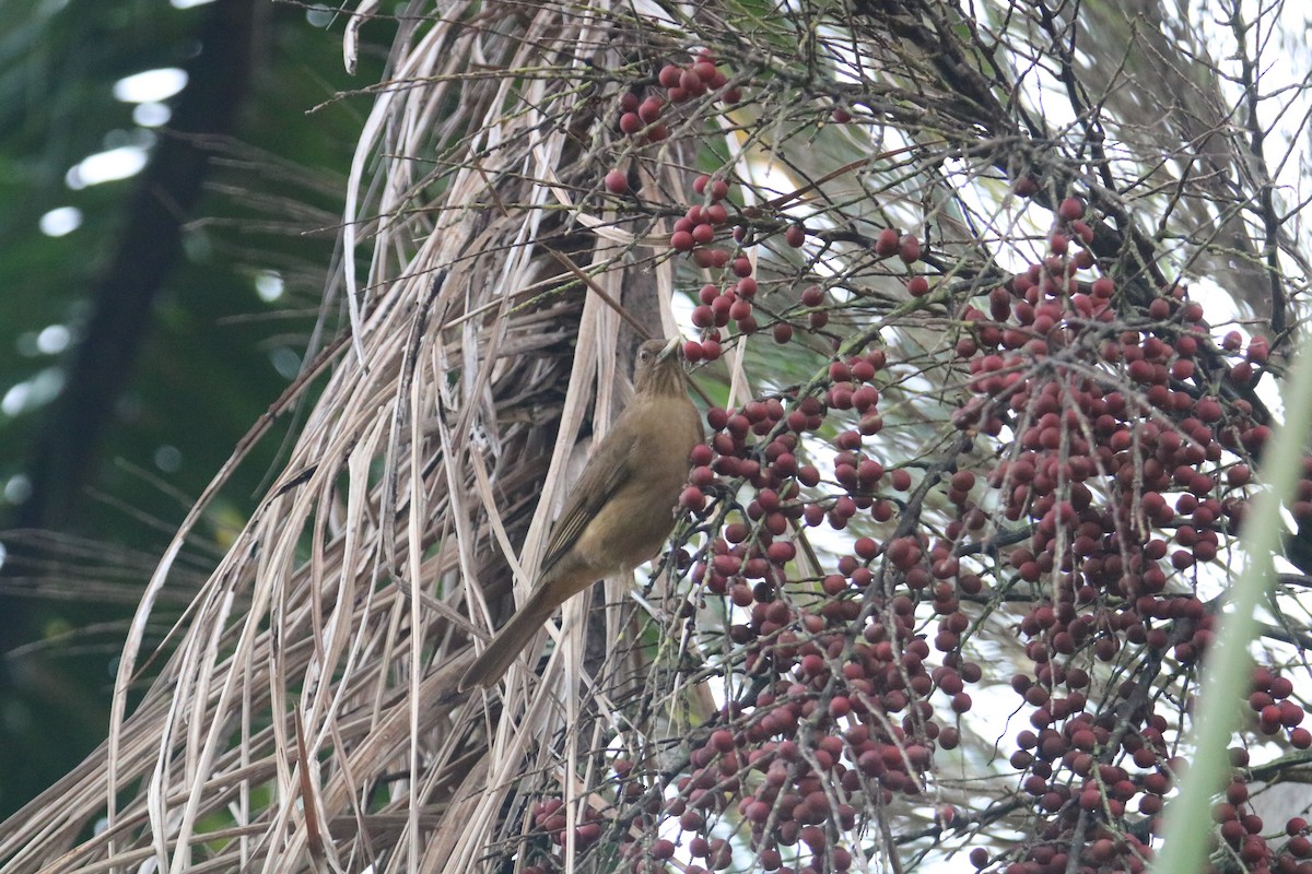 Clay-colored Thrush - ML646294641