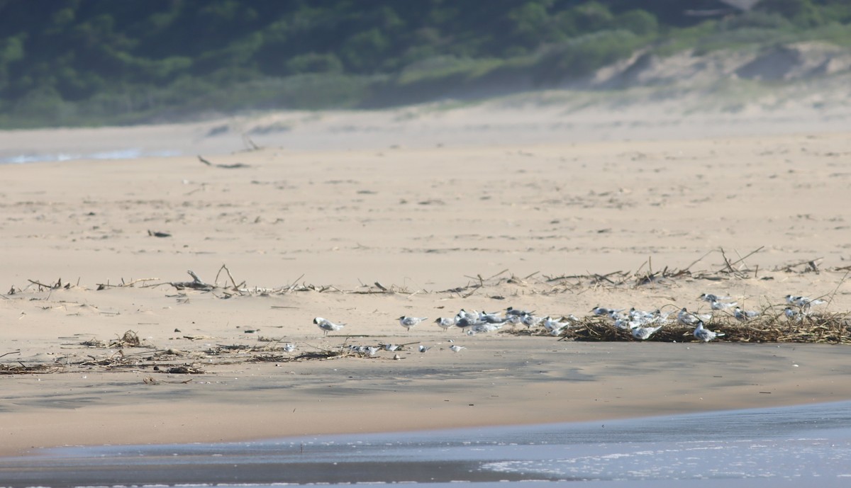 Great Crested Tern - ML646294642